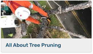 All About Tree Pruning
