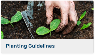 Planting Guidelines