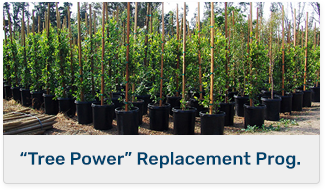 “Tree Power” Replacement Program.