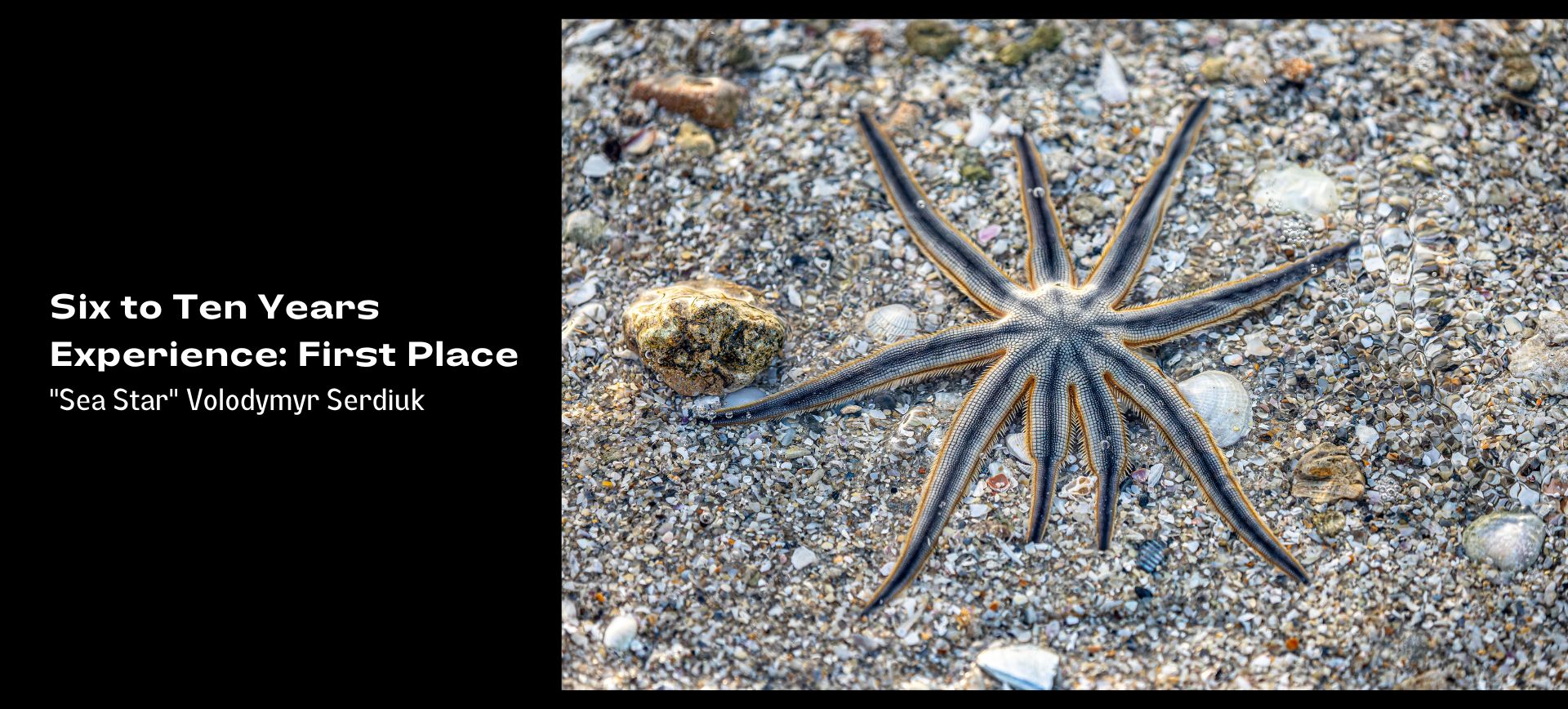 photo of sea star on sandy beach